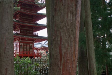 Japanse thee tuin in Golden Gate Park